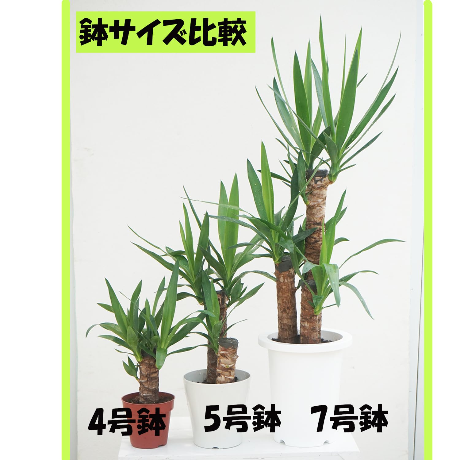 Amazon.co.jp: 観葉植物 ドラセナ コンシンネ 5号 1鉢 鉢皿付き Easy